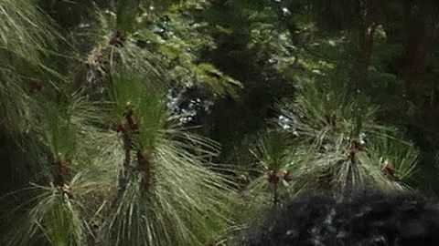 Un grupo de angelinos se manifestaron en contra del embargo de EE UU a Cuba. (Cortesía)