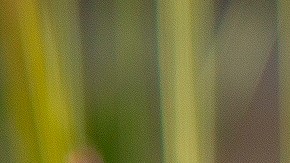 Un jardín donde el propietario ha cambiado su sediento césped por plantas que no dependen mucho del agua.