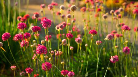 Un jardín donde el propietario ha cambiado su sediento césped por plantas que no dependen mucho del agua.