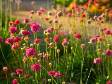 Un jardín donde el propietario ha cambiado su sediento césped por plantas que no dependen mucho del agua.