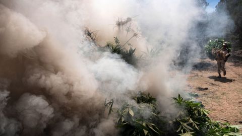 Las autoridades dijeron que toneladas de marihuana decomisada fueron quemadas. Foto de archivo.