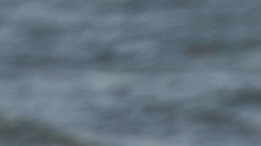 Marea Roja amenaza el verano en la Bahía de Tampa