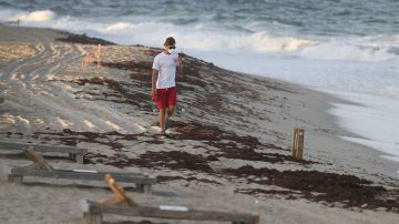 Marea Roja amenaza el verano en la Bahía de Tampa