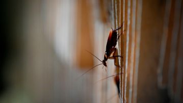 Lourdes Villegas dice que su apartamento está infestado de cucarachas y  hormigas,. / foto Getty.