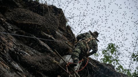 Las abejas mostraron gran agresividad luego que su colmena fue derribada. Foto de archivo.