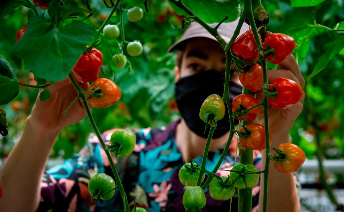 Entre las clases de WRD también se enseña a cómo hacer crecer frutas y verduras en tu jardín. / foto: getty.