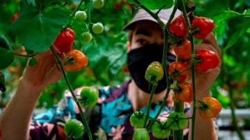 Entre las clases de WRD también se enseña a cómo hacer crecer frutas y verduras en tu jardín. / foto: getty.