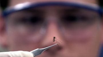 374626 01: (FILE PHOTO) Bacteriologist Erik Devereaux holds a mosquito that he will check for the West Nile Virus July 28, 2000 at the State Lab in Boston, MA. A man from the Queens borough was the second person in New York City to become infected with the West Nile Virus this year, the city's health department said, August 22, 2001. (Photo by Darren McCollester/Getty Images)
