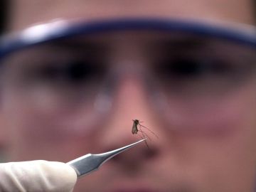 374626 01: (FILE PHOTO) Bacteriologist Erik Devereaux holds a mosquito that he will check for the West Nile Virus July 28, 2000 at the State Lab in Boston, MA. A man from the Queens borough was the second person in New York City to become infected with the West Nile Virus this year, the city's health department said, August 22, 2001. (Photo by Darren McCollester/Getty Images)