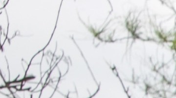 Se reanudaron las deportaciones exprés de familias migrantes.