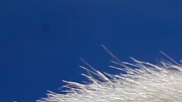 Decenas de miles denunciaron abusos sexuales a niños en los Boys Scouts.