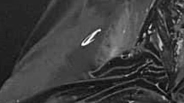 Matan a jefe policiaco a balazos en territorio de Caro Quintero, el Narco de Narcos