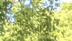 Trabajadores de la limpieza se unieron para pedir que se renueve su contrato. (Jacqueline García/La Opinión)