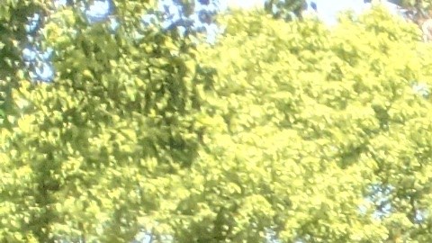 Trabajadores de la limpieza se unieron para pedir que se renueve su contrato. (Jacqueline García/La Opinión)