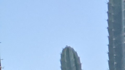 Christopher Martínez es el anfitrión de The Lab@Zorthian Ranch en Altadena. (Jacqueline García/La Opinión)