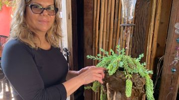 Lupita Villalobos crea un negocio de plantas decorativas que ahorran agua y no requieren muchos cuidados. (Araceli Martínez/La Opinión)