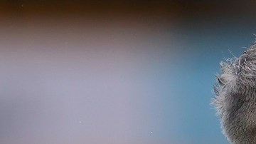 El delantero que pasó por el América quiere recuperar tiempo perdido.