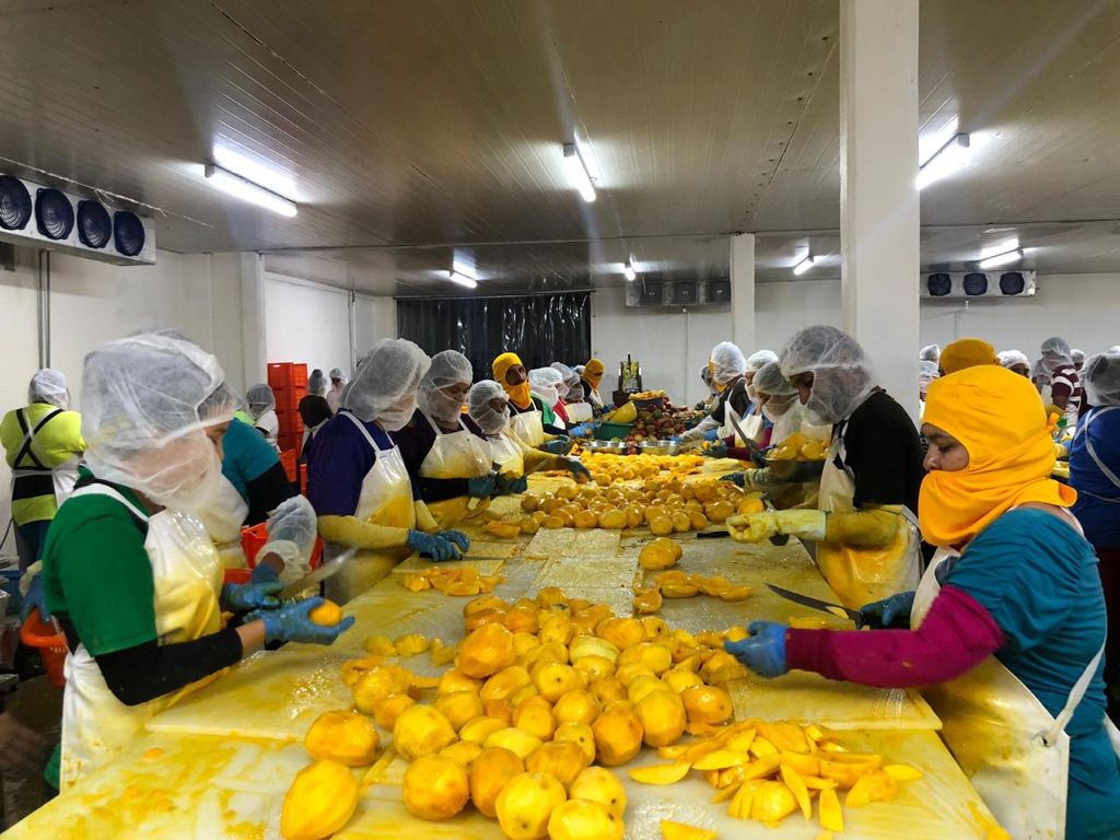 Productores de mango para la exportación