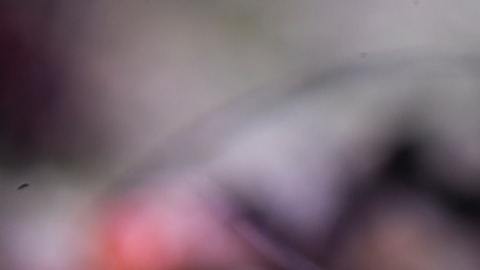 Insectos brujería