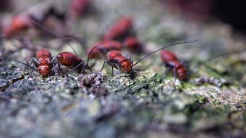 Insectos brujería