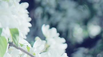 Significado espiritual de los olores