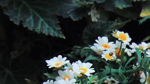 Remedios espirituales para dormir