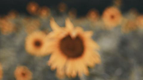 Astrología primera semana julio