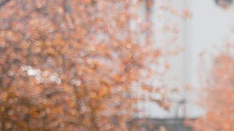 Horóscopo chino y la relajación