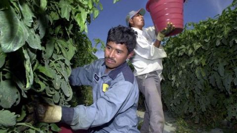 Los trabajadores del campo también son víctimas del odio. (AP Fotos)