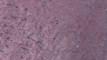 Manada de elefantes en China