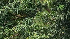 Elementos de la Guardia Nacional vigilan el sur de México.