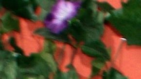 Paul Stanley | Mezcalent.