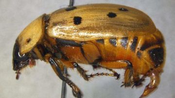 Los expertos en agricultura indican que el escarabajo representa un peligro para la agricultura.