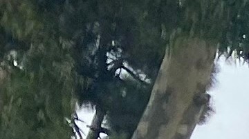 Piden que al concejal Isaac Galván que renuncie al cargo. (Cortesía)