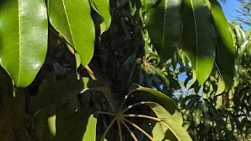 Eusebio Maldonado, un jardinero víctima del hampa en Downey. (Cortesía Javier Ángulo)