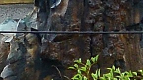 El costoso hotel de Star Wars en Disney, Florida.