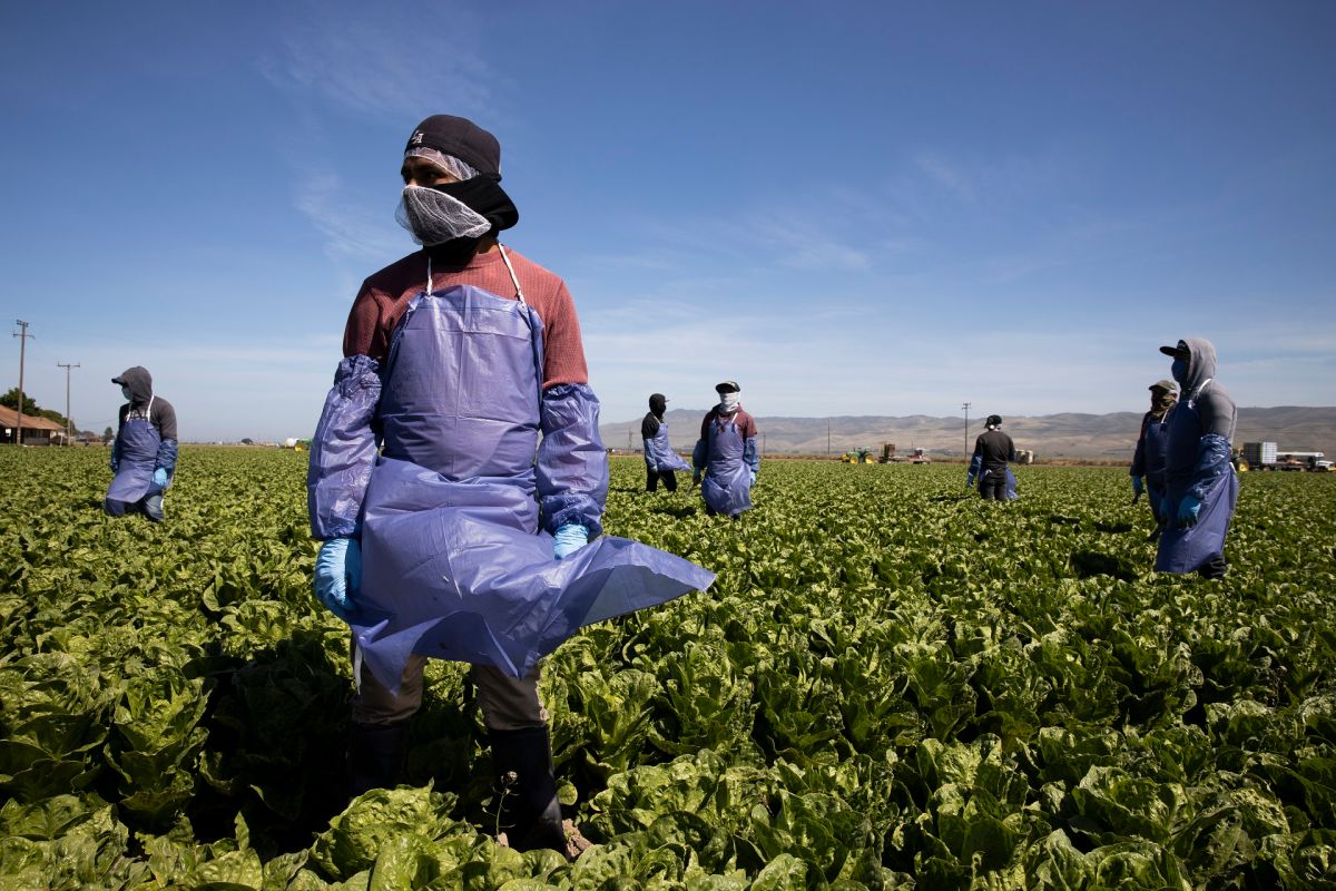 El 49% de los trabajadores agrícolas de EE.UU. son indocumentados.