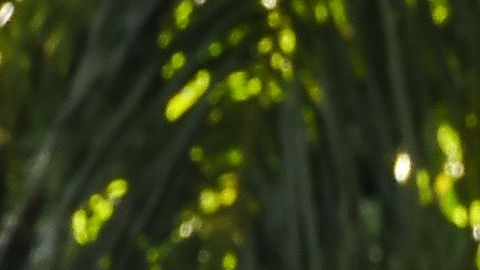 Florida tiene un alza de casos nuevos de coronavirus.