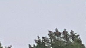 Es posible contraer la ameba come-cerebros al nadar en agua dulce.