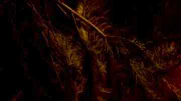 El incendio Dixie arrasó Greenville y otras comunidades del norte de California.