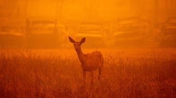 Un ciervo en medio del denso humo durante el incendio Dixie en Greenville, California.