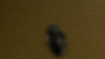 Los CDC anunciaron nueva moratoria de 60 días pero podría ser anulada por el Tribunal Supremo