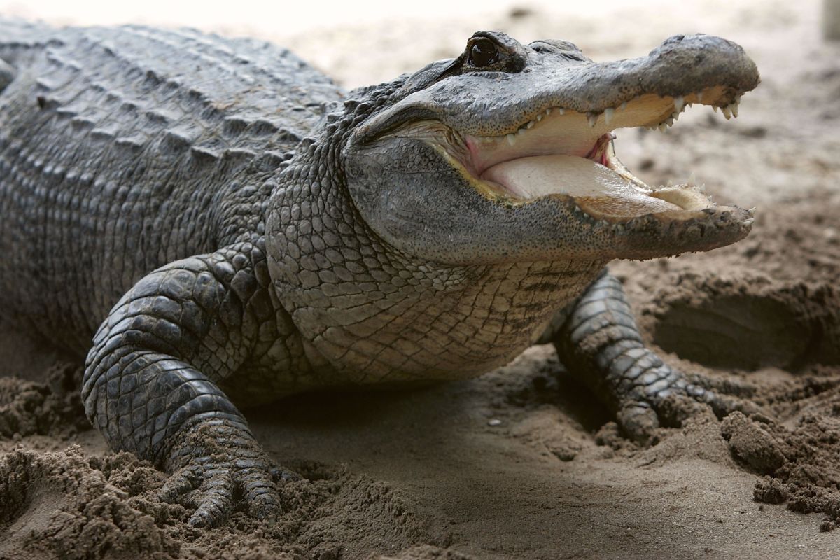 Alligator attacks 71-year-old man amid Louisiana floods