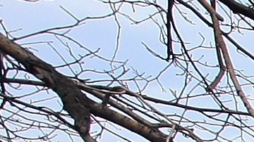 Sólo se ha distribuido el 11% de los $46,500 millones de dólares del programa de ayuda para el alquiler-GettyImages-84590625.jpeg