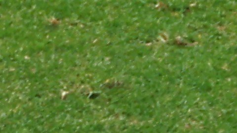 Guillermo Ochoa