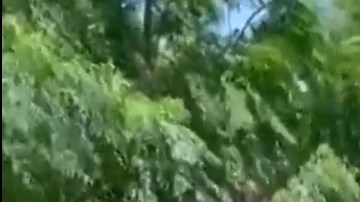 Las autoridades migratorias detuvieron a los inmigrantes en dos distintos grupos.