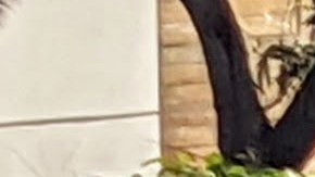 Albert Martínez se cubre con una lona los rayos del sol. (Jacqueline García/ La Opinión)