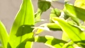 Víctor Jaramillo, es tan laborioso como las abejas que tanto ama. (Araceli Martínez/La Opinión)