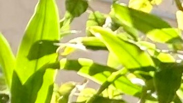 Víctor Jaramillo, es tan laborioso como las abejas que tanto ama. (Araceli Martínez/La Opinión)