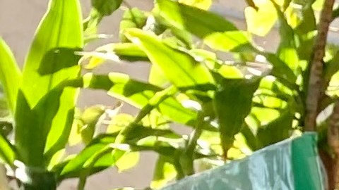 Víctor Jaramillo, es tan laborioso como las abejas que tanto ama. (Araceli Martínez/La Opinión)